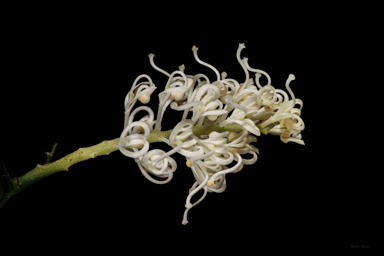 APII jpeg image of Grevillea flexuosa  © contact APII