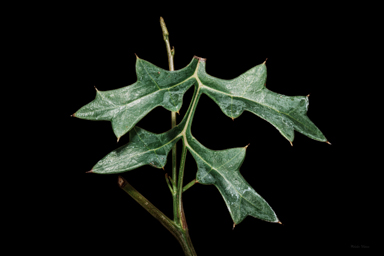 APII jpeg image of Grevillea flexuosa  © contact APII