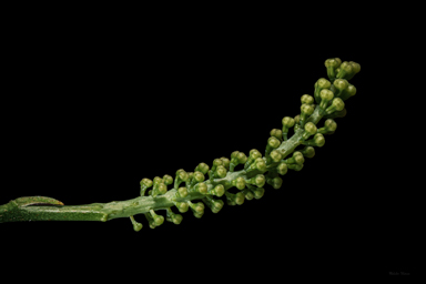 APII jpeg image of Grevillea flexuosa  © contact APII
