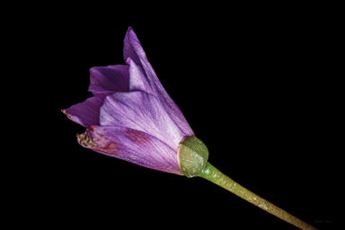 APII jpeg image of Calandrinia sp. Chewings Range  © contact APII