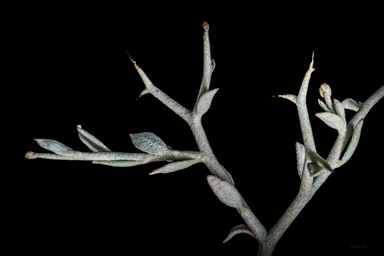 APII jpeg image of Acanthocladium dockeri  © contact APII