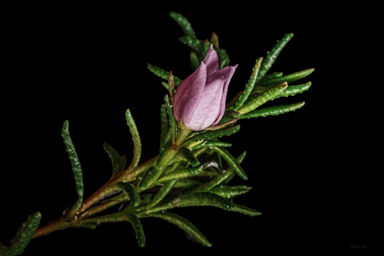 APII jpeg image of Boronia deanei subsp. acutifolia  © contact APII