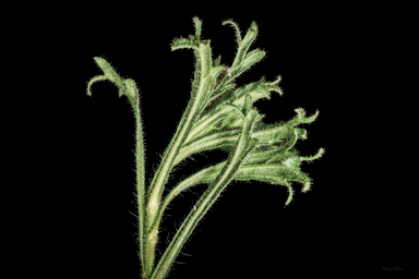 APII jpeg image of Calotis glandulosa  © contact APII