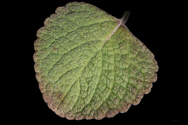 APII jpeg image of Coleus torrenticola  © contact APII
