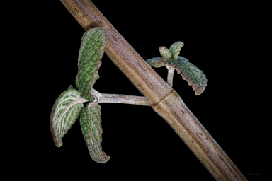 APII jpeg image of Coleus torrenticola  © contact APII