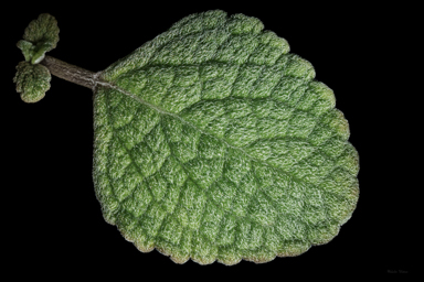 APII jpeg image of Coleus torrenticola  © contact APII