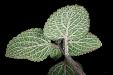 APII jpeg image of Coleus torrenticola  © contact APII