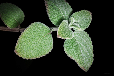 APII jpeg image of Coleus torrenticola  © contact APII