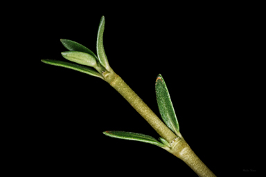APII jpeg image of Coprosma nivalis  © contact APII