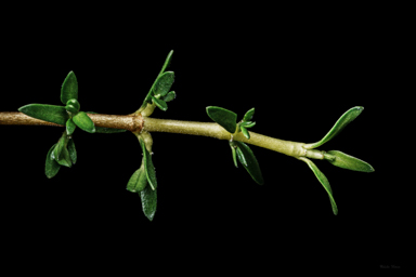 APII jpeg image of Coprosma nivalis  © contact APII