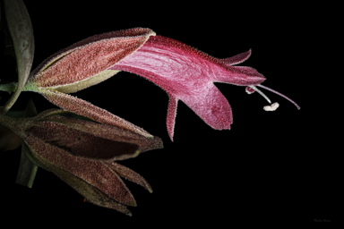 APII jpeg image of Eremophila cordatisepala  © contact APII
