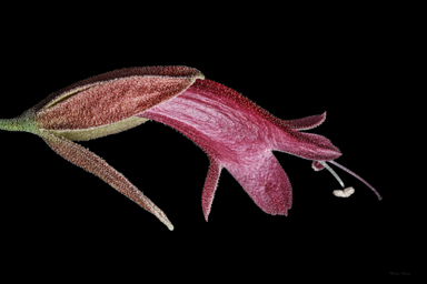 APII jpeg image of Eremophila cordatisepala  © contact APII