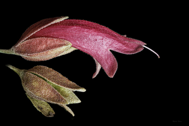 APII jpeg image of Eremophila cordatisepala  © contact APII
