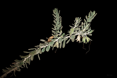 APII jpeg image of Eremophila glandulifera  © contact APII