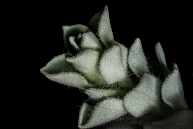 APII jpeg image of Eremophila warnesii  © contact APII