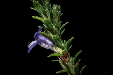 APII jpeg image of Eremophila koobabbiensis  © contact APII