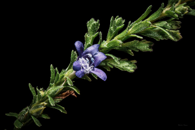 APII jpeg image of Eremophila koobabbiensis  © contact APII