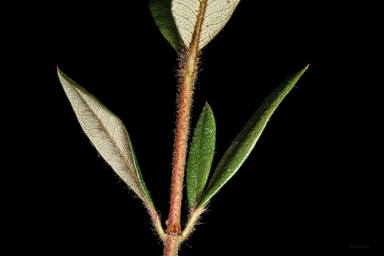 APII jpeg image of Eucryphia wilkiei  © contact APII