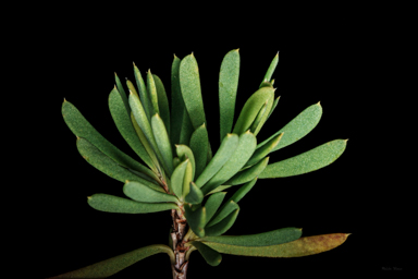 APII jpeg image of Homoranthus porteri  © contact APII