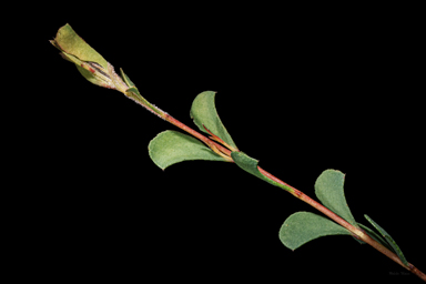 APII jpeg image of Homoranthus thomasii  © contact APII