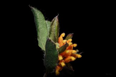APII jpeg image of Grevillea pimeleoides  © contact APII