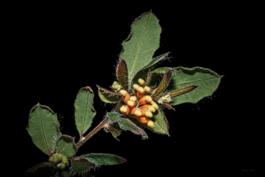 APII jpeg image of Grevillea pimeleoides  © contact APII