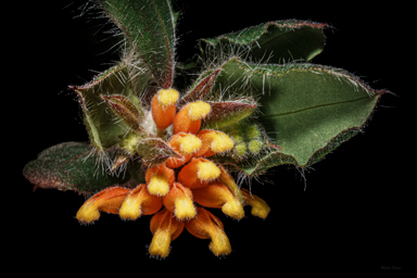 APII jpeg image of Grevillea pimeleoides  © contact APII