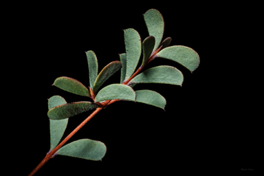 APII jpeg image of Homoranthus zeteticorum  © contact APII