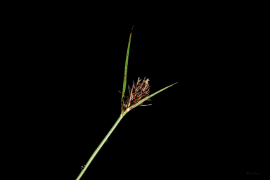 APII jpeg image of Luzula acutifolia subsp. nana  © contact APII
