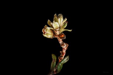 APII jpeg image of Muehlenbeckia tuggeranong  © contact APII