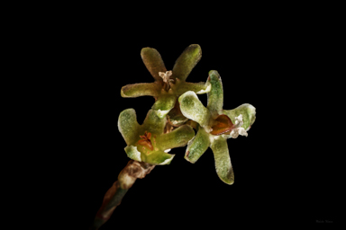 APII jpeg image of Muehlenbeckia tuggeranong  © contact APII