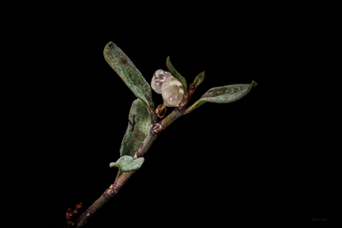 APII jpeg image of Muehlenbeckia tuggeranong  © contact APII