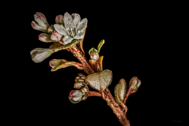 APII jpeg image of Nematolepis rhytidophylla  © contact APII