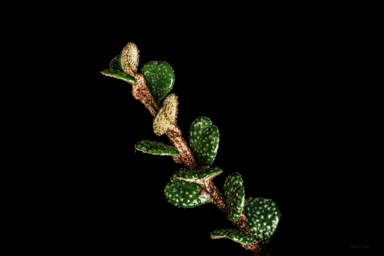APII jpeg image of Nematolepis rhytidophylla  © contact APII