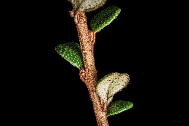 APII jpeg image of Nematolepis rhytidophylla  © contact APII