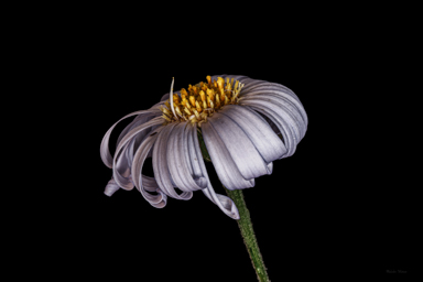 APII jpeg image of Olearia sp. Rhizomatica  © contact APII