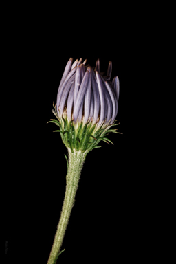 APII jpeg image of Olearia sp. Rhizomatica  © contact APII