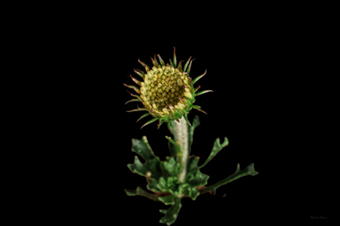 APII jpeg image of Olearia sp. Rhizomatica  © contact APII