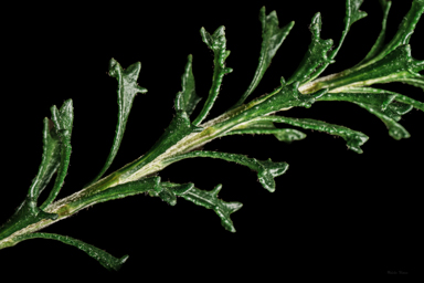 APII jpeg image of Olearia sp. Rhizomatica  © contact APII