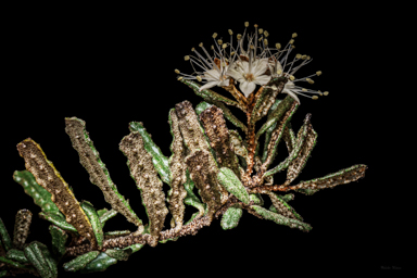 APII jpeg image of Phebalium glandulosum subsp. glandulosum  © contact APII