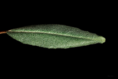 APII jpeg image of Phebalium sp. Banyabba Nature Reserve  © contact APII