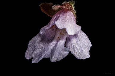 APII jpeg image of Prostanthera marifolia  © contact APII