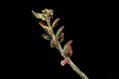 APII jpeg image of Prostanthera marifolia  © contact APII