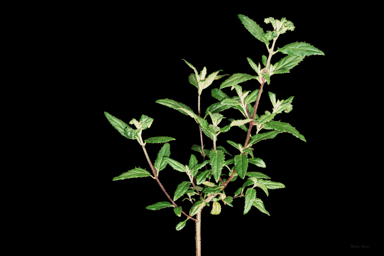 APII jpeg image of Prostanthera sp. Mt Kaputar  © contact APII