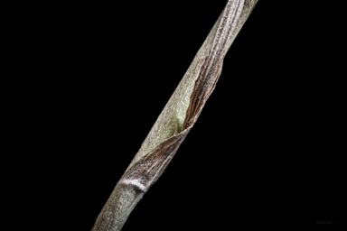 APII jpeg image of Pycnosorus globosus  © contact APII