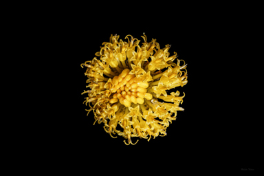 APII jpeg image of Rutidosis leptorhynchoides  © contact APII