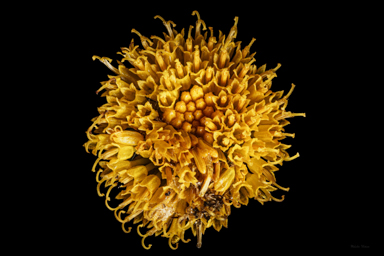 APII jpeg image of Rutidosis leptorhynchoides  © contact APII