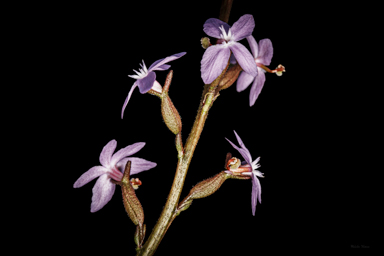 APII jpeg image of Stylidium graminifolium  © contact APII
