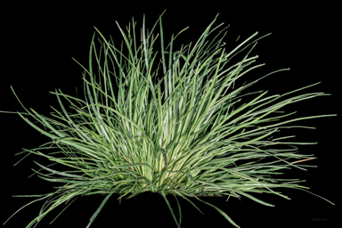 APII jpeg image of Stylidium graminifolium  © contact APII
