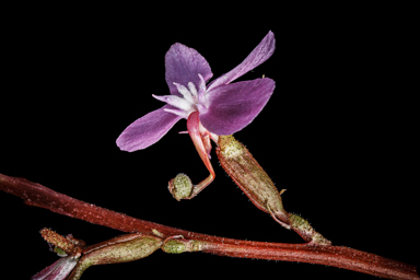 APII jpeg image of Stylidium graminifolium  © contact APII